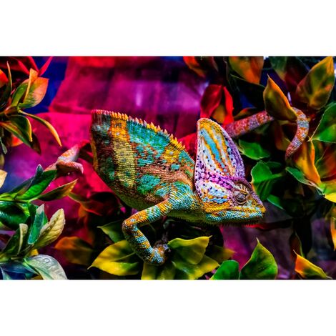 Tableau sur toile caméléon 30x45 cm - Impression sur Toile Murale Décorative - Image imprimée en HD sur Toile - Toile sur Châssis en Bois FSC - Fabriqué en France (1/5)