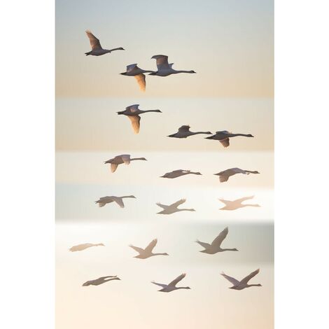 Tableau sur toile oiseaux sauvages 30x45 cm - Impression sur Toile Murale Décorative - Image imprimée en HD sur Toile - Toile sur Châssis en Bois FSC - Fabriqué en France (1/5)