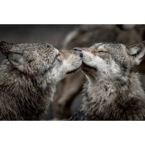 Tableau sur toile bisou de loups 30x45 cm - Impression sur Toile Murale Décorative - Image imprimée en HD sur Toile - Toile sur Châssis en Bois FSC - Fabriqué en France (1/5)