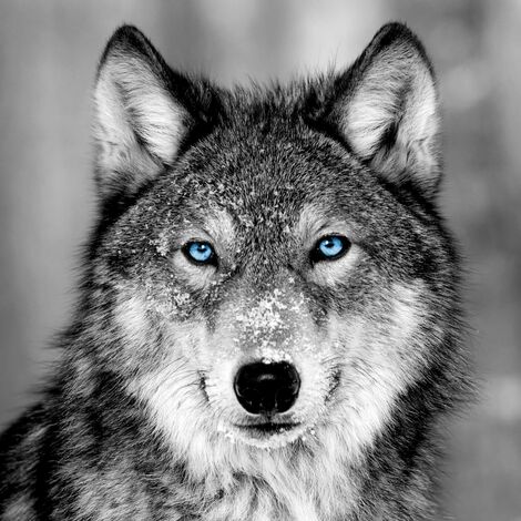 Tableau sur verre loup aux yeux bleus 45x45 cm - Impression sur Verre - Image HD imprimée sur Verre - Tableau mural décoratif en verre - Finition Brillante - Fabriqué en France (1/5)