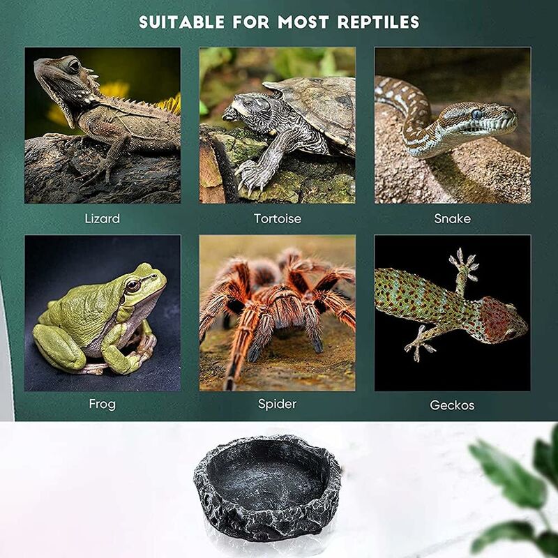 2 Pièces Triomphe Bol de Nourriture pour Reptiles, Reptile de Roche en  Résine, Bol de Nourriture