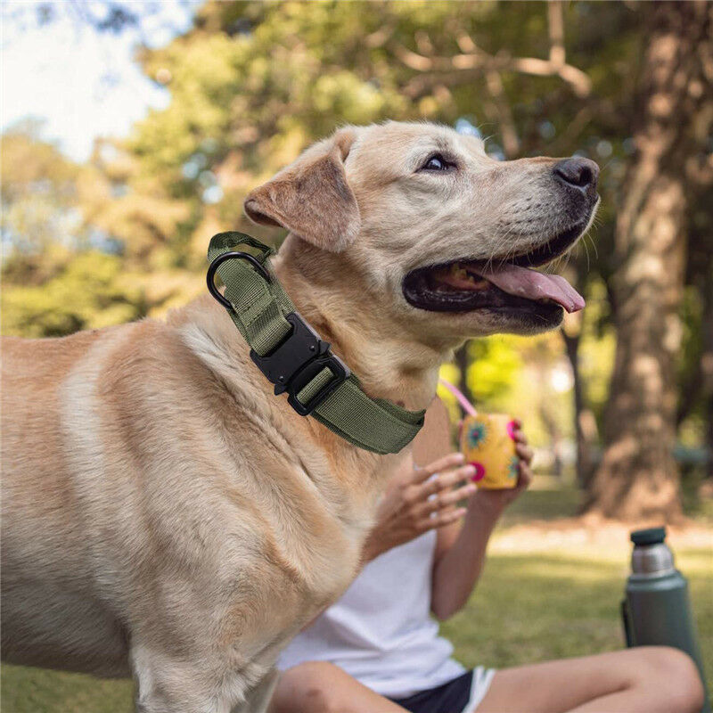 Collier de chien anti-perte Apple Airtag, étui de protection étanche,  moniteur GPS pour bouledogue français, accessoires pour animaux de  compagnie - AliExpress
