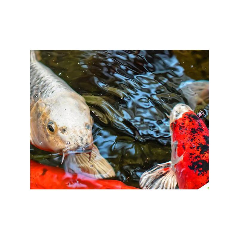Nourriture poisson Tetra Pond Sticks 1L - Expert Bassin - Expert Bassin