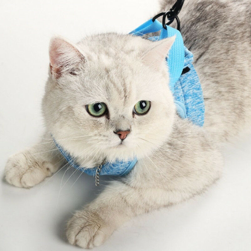 Harnais pour chat ultraléger et laisse Collier pour chaton doux et