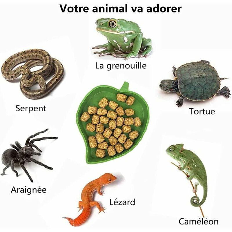 Plat de nourriture pour Reptile à feuilles de bambou, plat à nourriture peu  profonde pour Reptile, tortue, bol d'alimentation pour Dragon barbu, lézard  Gecko - AliExpress