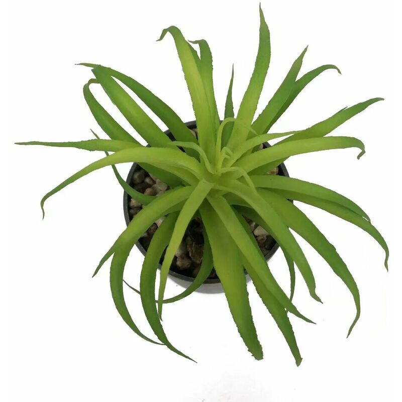 5 bonnes raisons d'acheter un cactus ou une succulente – La Green Touch