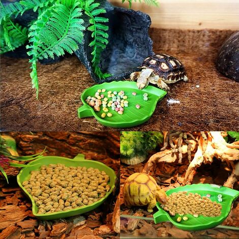 2 Pièces Bol d'eau de Nourriture pour Reptiles Abreuvoir Tortue Plat de  Reptile pour Petits