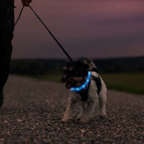 Collier lumineux de sécurité pour chien et chat