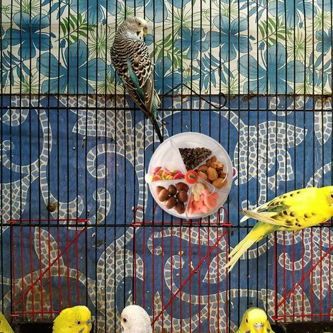 Jouet rotatif pour mangeoire à oiseaux pour perroquet En forme de roue de  jouet Boîte de mangeoire à oiseaux