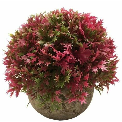 Comment Entretenir une Plante Grasse dans un Vase en Verre ? – Pots de  Fleurs and Co