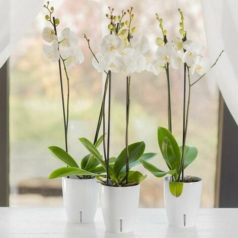 Lot de 6 pots à orchidée à arrosage automatique avec système de mèche et  indicateur de