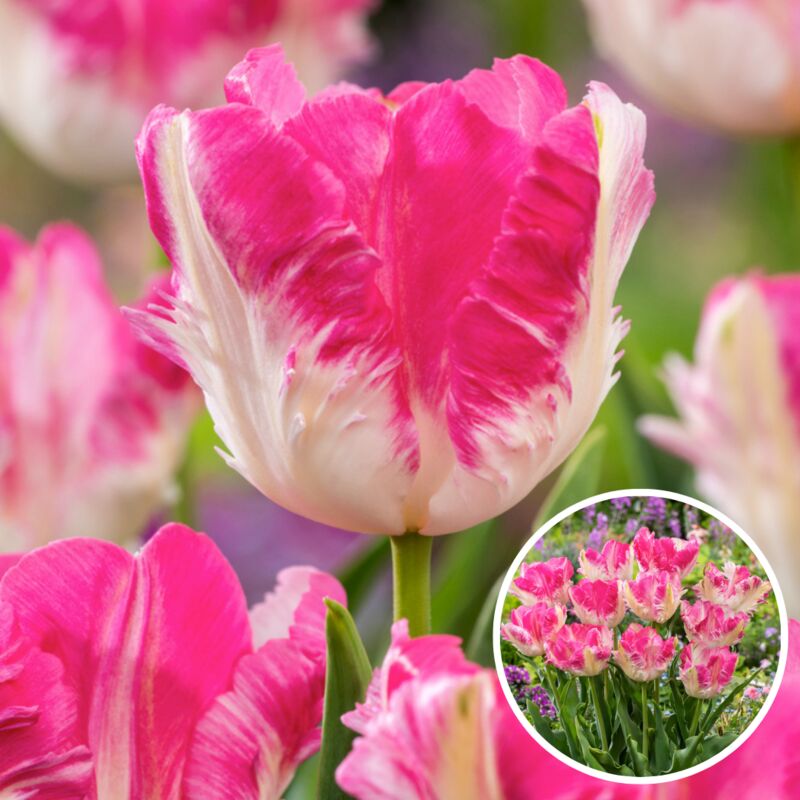 100x Bulbes tulipes Lot Bulbes Fleurs de printemps Bulbes Fleurs Tulipe  Fleur Bulbe : : Jardin