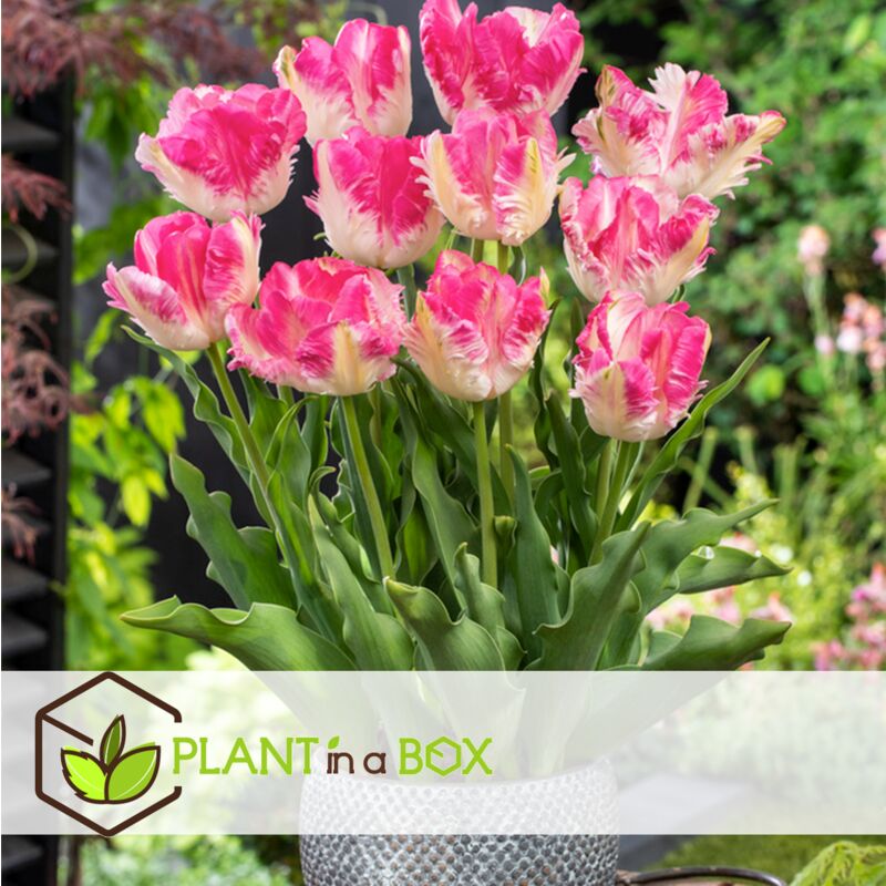 100x Bulbes tulipes Lot Bulbes Fleurs de printemps Bulbes Fleurs Tulipe  Fleur Bulbe : : Jardin