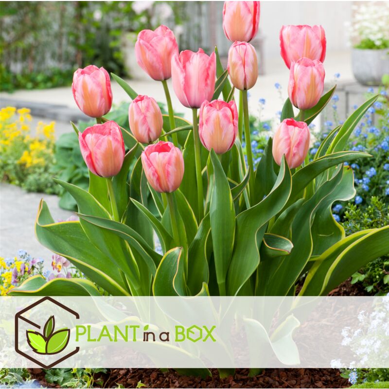 Plant in a Box - Tulipa Triumph Mix - Mix de 80 bulbes de tulipes - Mix de  bulbes de