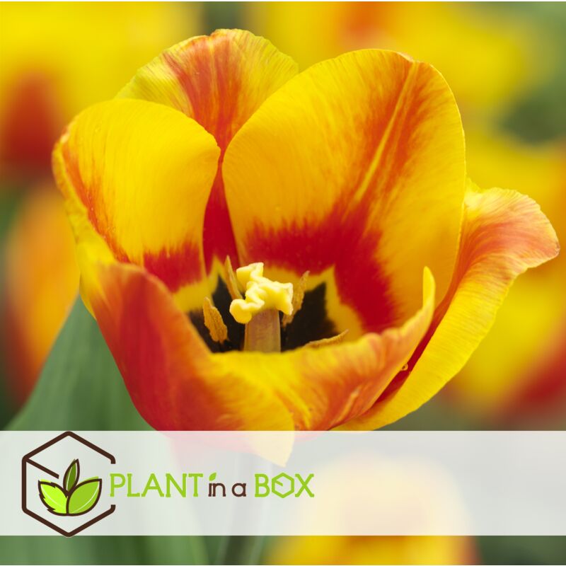 Tulipa Flair - Bulbes de tulipes x40 - Bulbes de fleurs - FloraStore