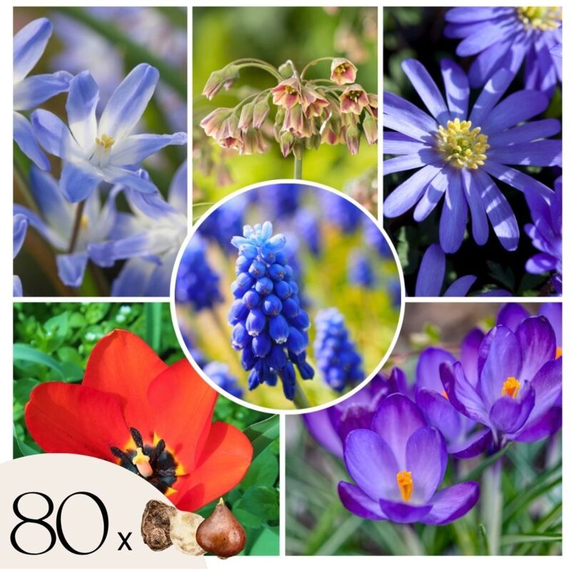 Mélange De 60 Bulbes à Fleurs Printanières 'Amber & Azure' - Couleurs Bleu Et Jaune - Pour Massifs, Pots Et Bordures