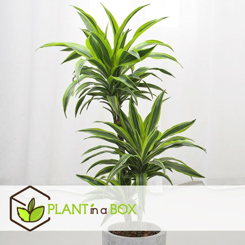Exotenherz - dragonnier - Dracaena marginata - 1 plante - plante  d'intérieur facile d'entretien - purificateur d'air - pot de 12cm