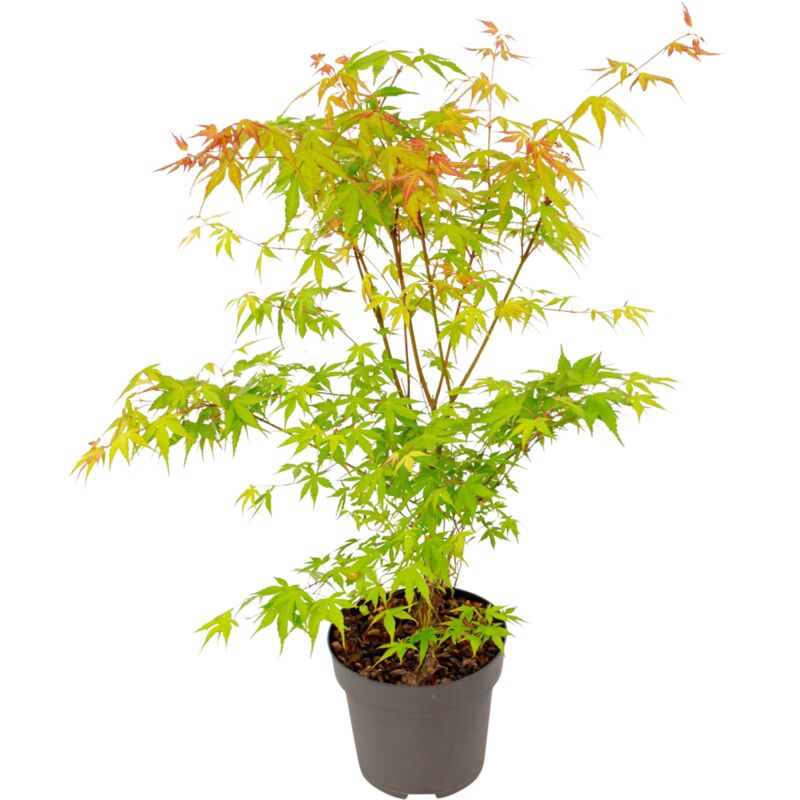 Érable du Japon - Acer palmatum 'Katsura' - Hauteur 60-70cm - ⌀19cm