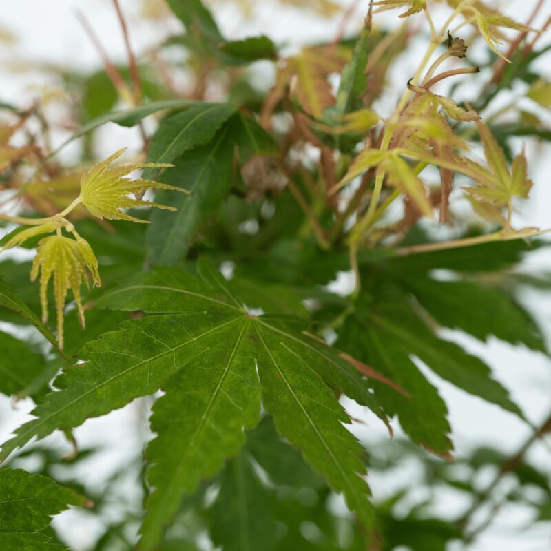 Érable du Japon - Acer palmatum 'Katsura' - Hauteur 60-70cm - ⌀19cm 2