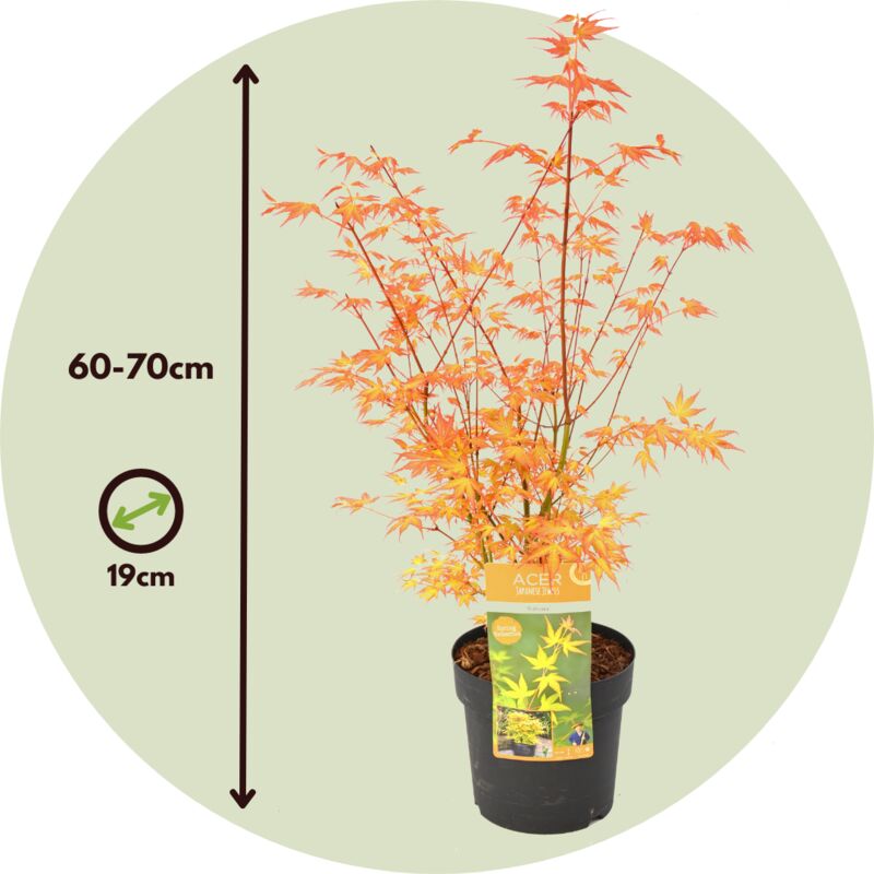 Érable du Japon - Acer palmatum 'Katsura' - Hauteur 60-70cm - ⌀19cm 4