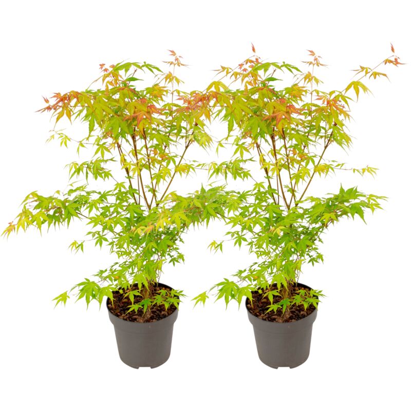 Érable du Japon - Set de 2 - Acer palmatum 'Katsura' - Hauteur 60-70cm - ⌀19cm