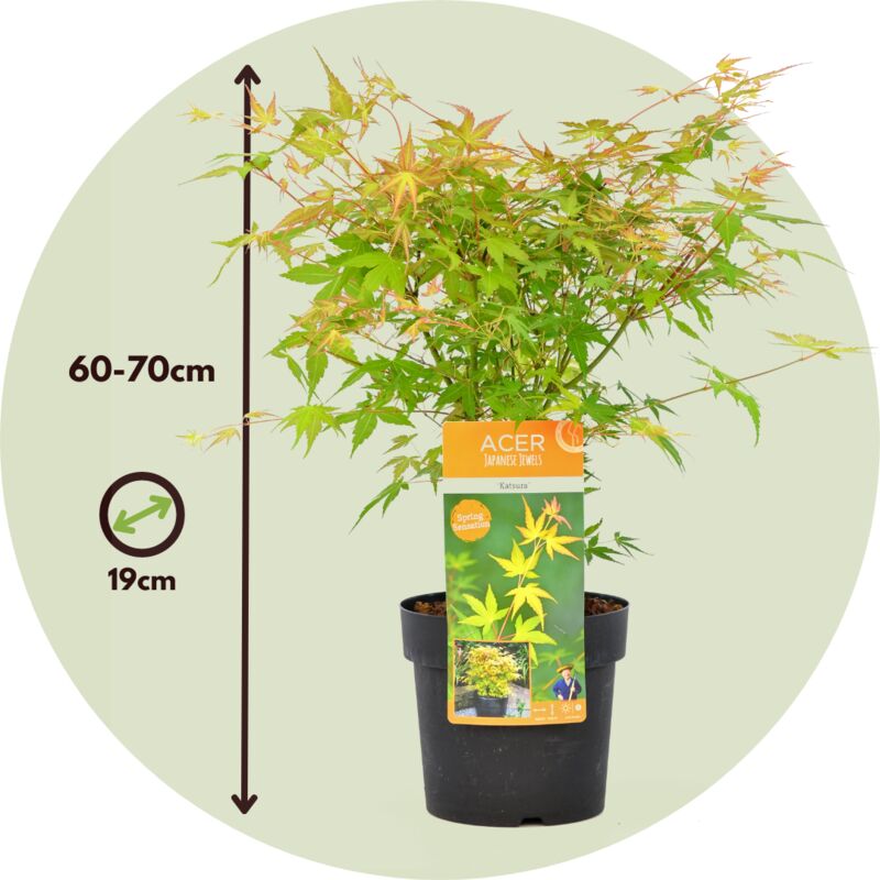 Érable du Japon - Set de 2 - Acer palmatum 'Katsura' - Hauteur 60-70cm - ⌀19cm 4