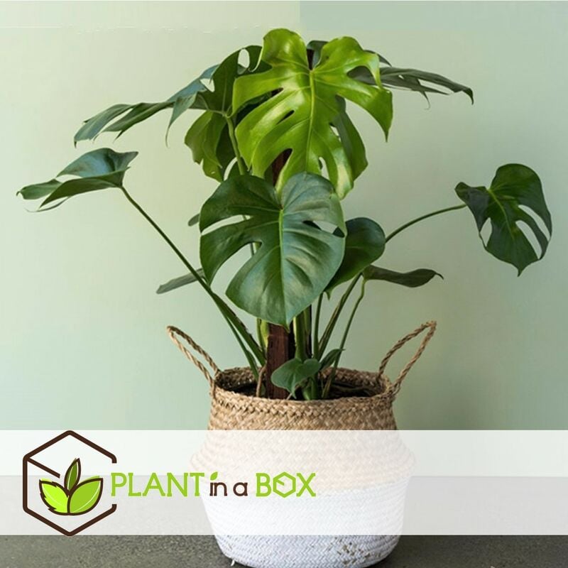 Monstera Deliciosa - Plante trouée - Plante d'intérieur - Purificateur  d'air – ⌀21 cm - 70-80 cm