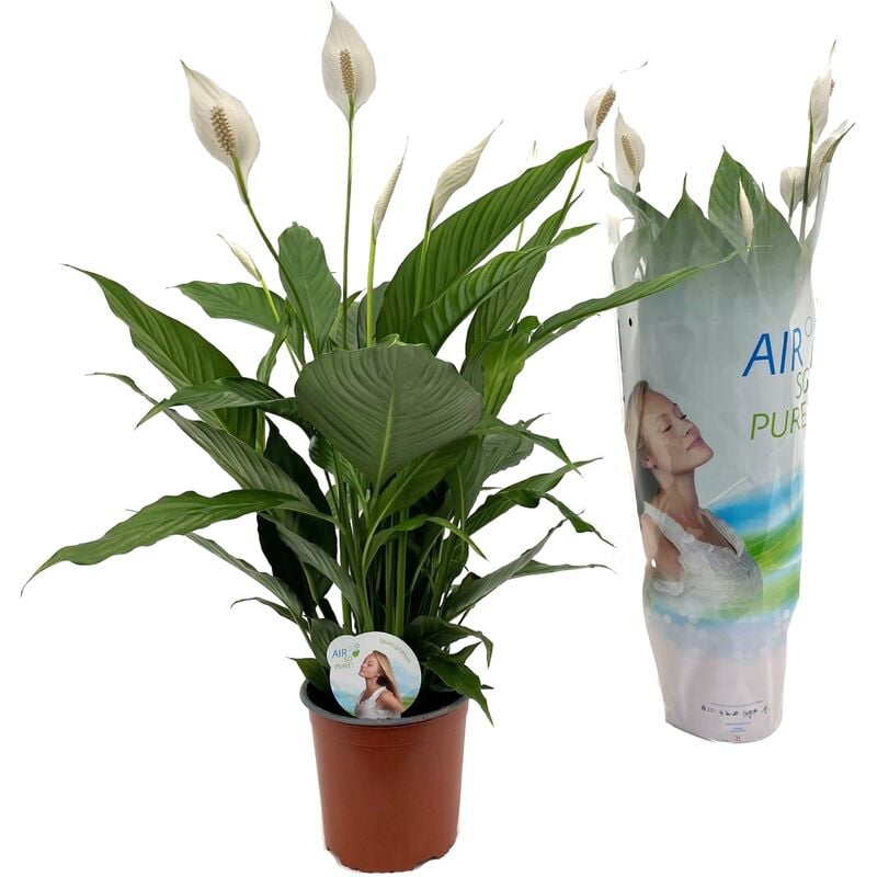 Plant in a Box - Calathea Fusion White - Purificateur d'air - Plante  d'intérieur - Pot 14cm - Hauteur 30-40cm : : Jardin