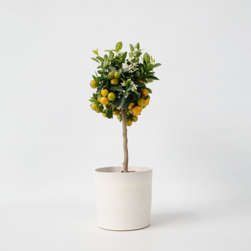 Citronnier - Citrus mitis 'Calamondin' - Hauteur 55-65cm - ⌀19cm 2