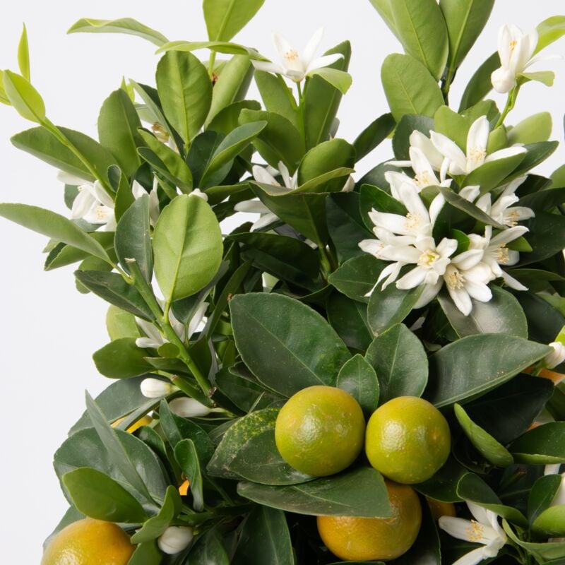 Citronnier - Citrus mitis 'Calamondin' - Hauteur 55-65cm - ⌀19cm 3