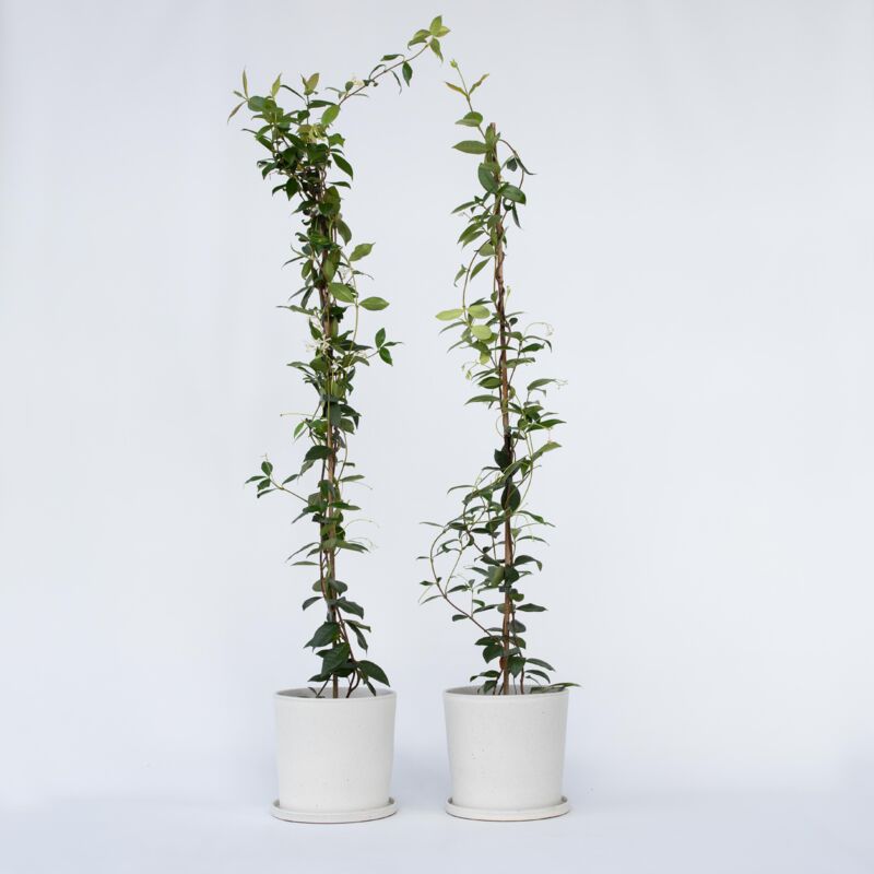 Jasmin étoilé - Set de 2 - Trachelospermum jasminoides - H110-120cm - ⌀17cm 2