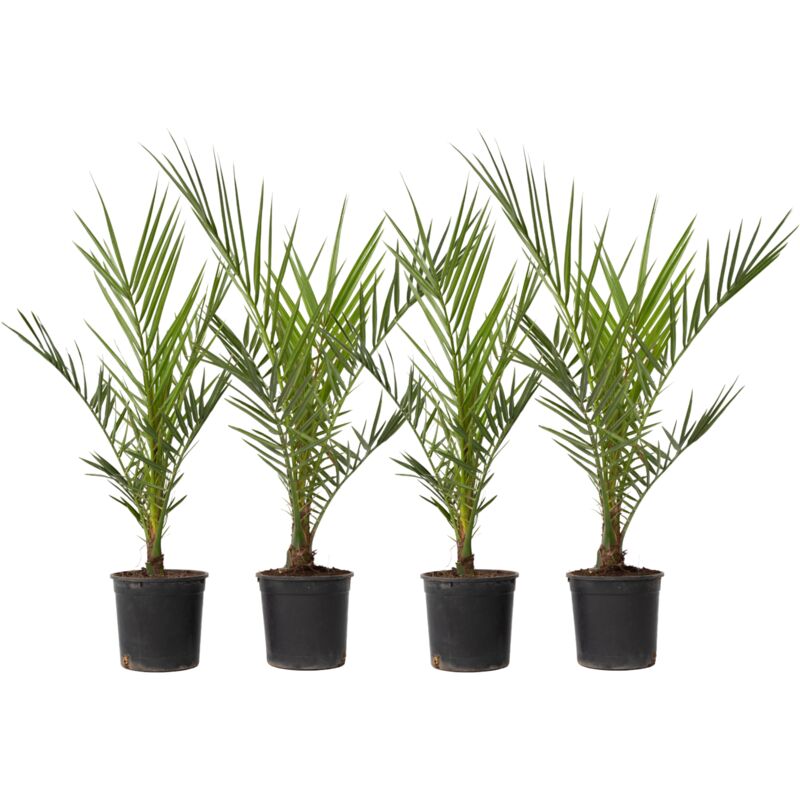 Palmier Dattier des Canaries - Set de 4 - Phoenix canariensis - H50-60cm - ⌀15cm