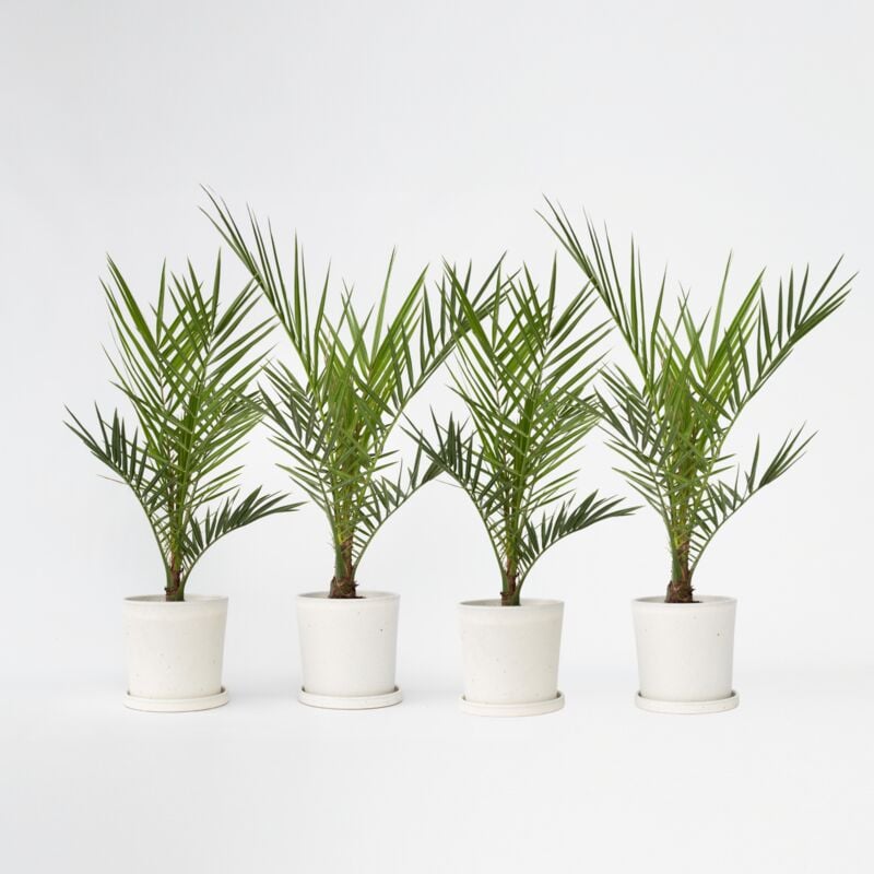 Palmier Dattier des Canaries - Set de 4 - Phoenix canariensis - H50-60cm - ⌀15cm 2