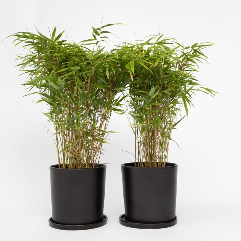 Bambou non-traçant - Set de 6 - Fargesia nitida 'Gansu' - H50-70cm - ⌀17cm 2