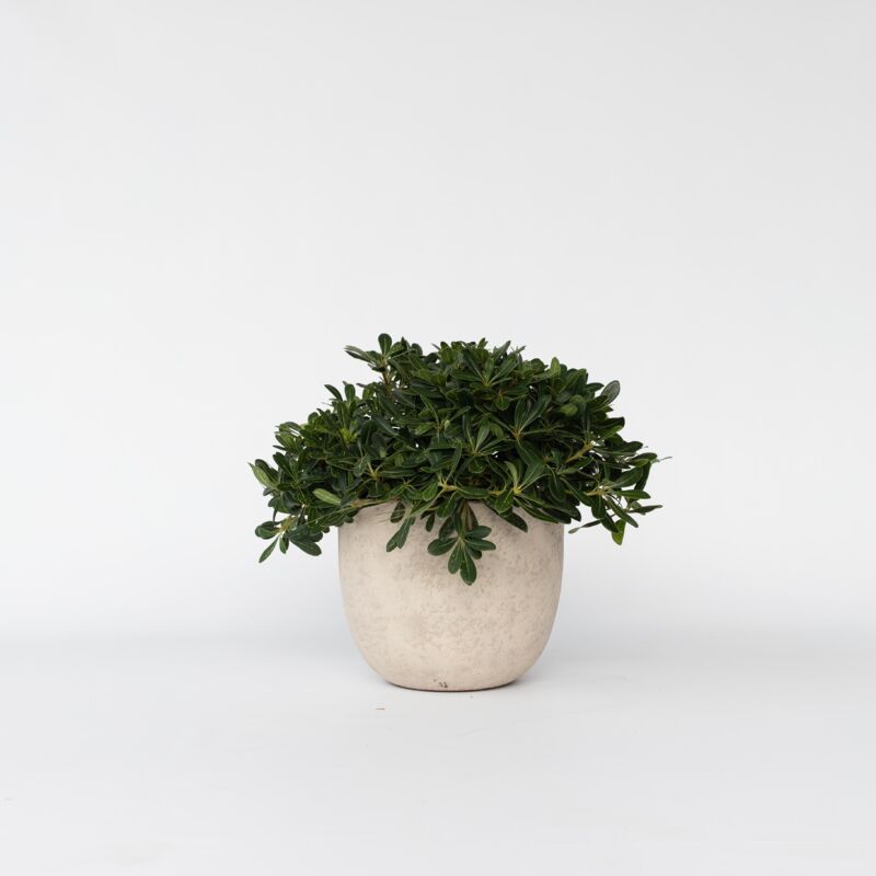 Moulin à Poivre De Buyer - Bois De Hêtre - Mécanisme Acier Marlux - 18cm - Naturel