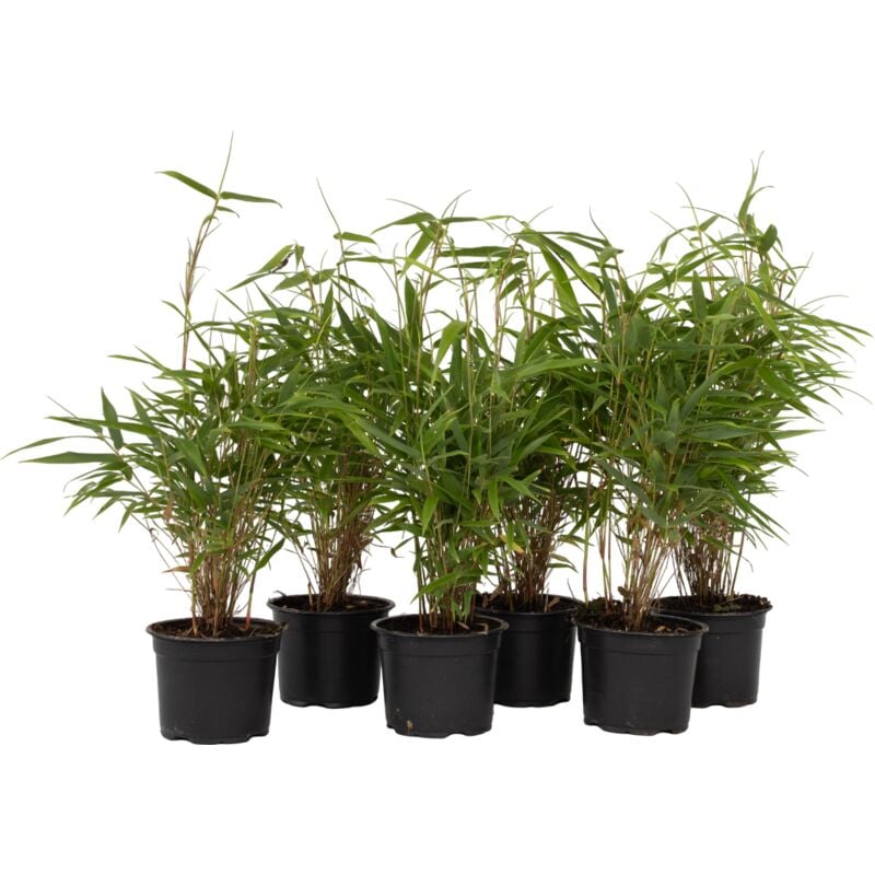 Bambou non-traçant - Set de 6 - Fargesia rufa - Hauteur 25-40cm - ⌀13cm