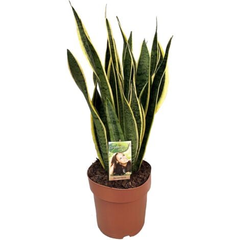 Strelitzia Nicolai Xl - Grande Plante Verte Interieur Vivante - Plante  Oiseau Du Paradis - Pot 21Cm - Hauteur 90-110Cm[p2850] - Cdiscount Jardin