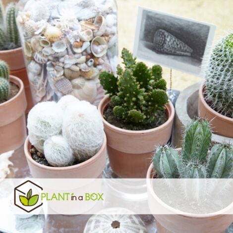 Mini Cactus et Succulentes - 20 pièces + pots 