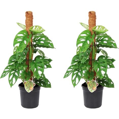 Plante artificielle décorative bambou - vert H155cm - PAU