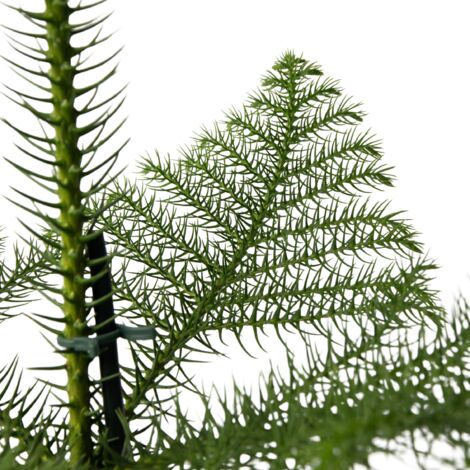 Plante Araucaria Heterophylla (Pin De Norfolk) - Pot 17cm, Hauteur 50-60cm, Inclus Panier - Plante D'Intérieur, Arbre De Noël Durable