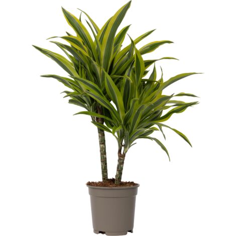 Dragonnier, Dracaena deremensis 'Lemon Lime', Hauteur 60cm