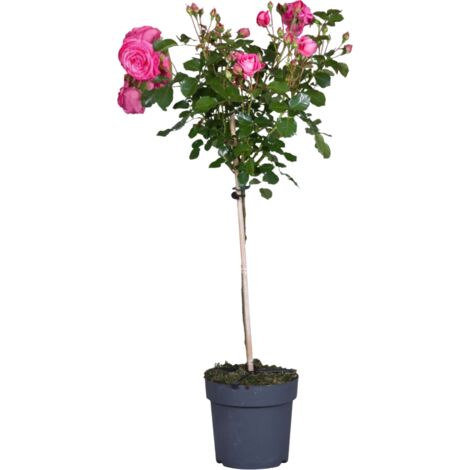Rosier Sur Tige 120cm - Scarlet - Pour Pot Ou Pleine Terre - Décoration Balcon, Terrasse, Jardin