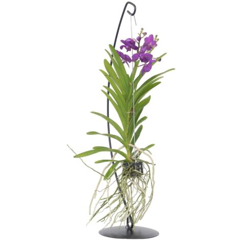 Vanda-Orchidee - Vanda 'Lila' - Höhe 55-65cm 8719322602619