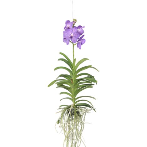 compo bio hochbeet- und gewächshauserde torffrei NeudoHum Hochbeet- & GewächshausErde – für aromatisches Gemüse – Neudorff  Shop