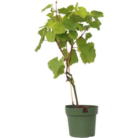 Vigne à raisin - Vitis vinifera ‘Vanessa’ - Hauteur 60-75cm - ⌀21cm
