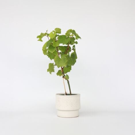 Vigne à raisin - Vitis vinifera ‘Vanessa’ - Hauteur 60-75cm - ⌀21cm