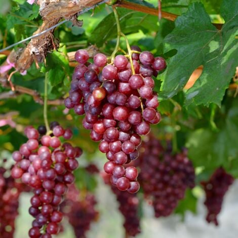 Vigne à raisin - Vitis vinifera ‘Vanessa’ - Hauteur 60-75cm - ⌀21cm