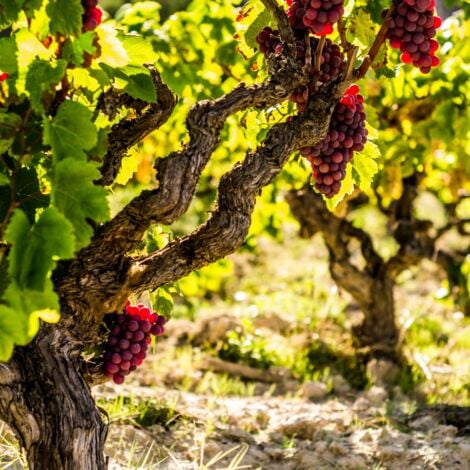 Vigne à raisin - Vitis vinifera ‘Vanessa’ - Hauteur 60-75cm - ⌀21cm