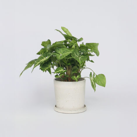 Patte-d'oie, Syngonium 'Pixie', 3pcs., Hauteur 25cm