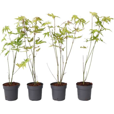 Érable du Japon - Set de 4 - Acer palmatum 'Orange Dream' - H25-40cm - ⌀10,5cm